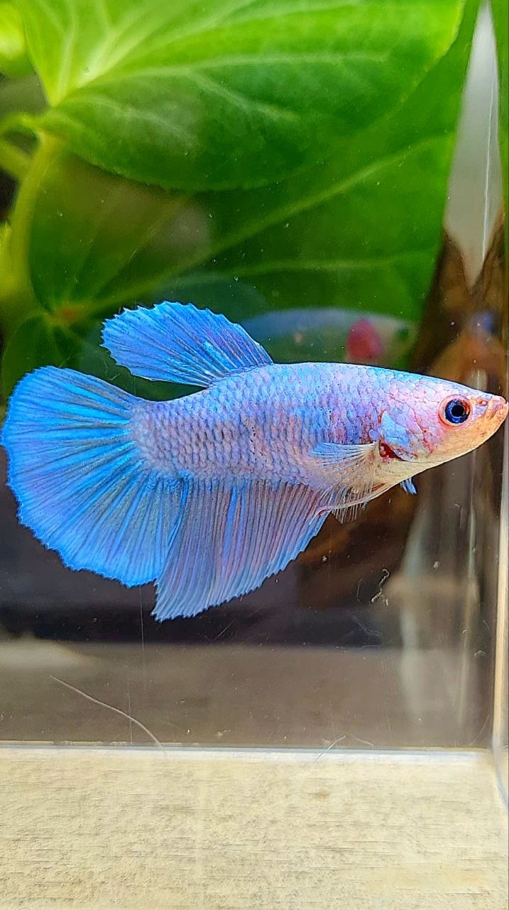 FEMALE HALFMOON BLUE PINK FANCY BETTA FISH