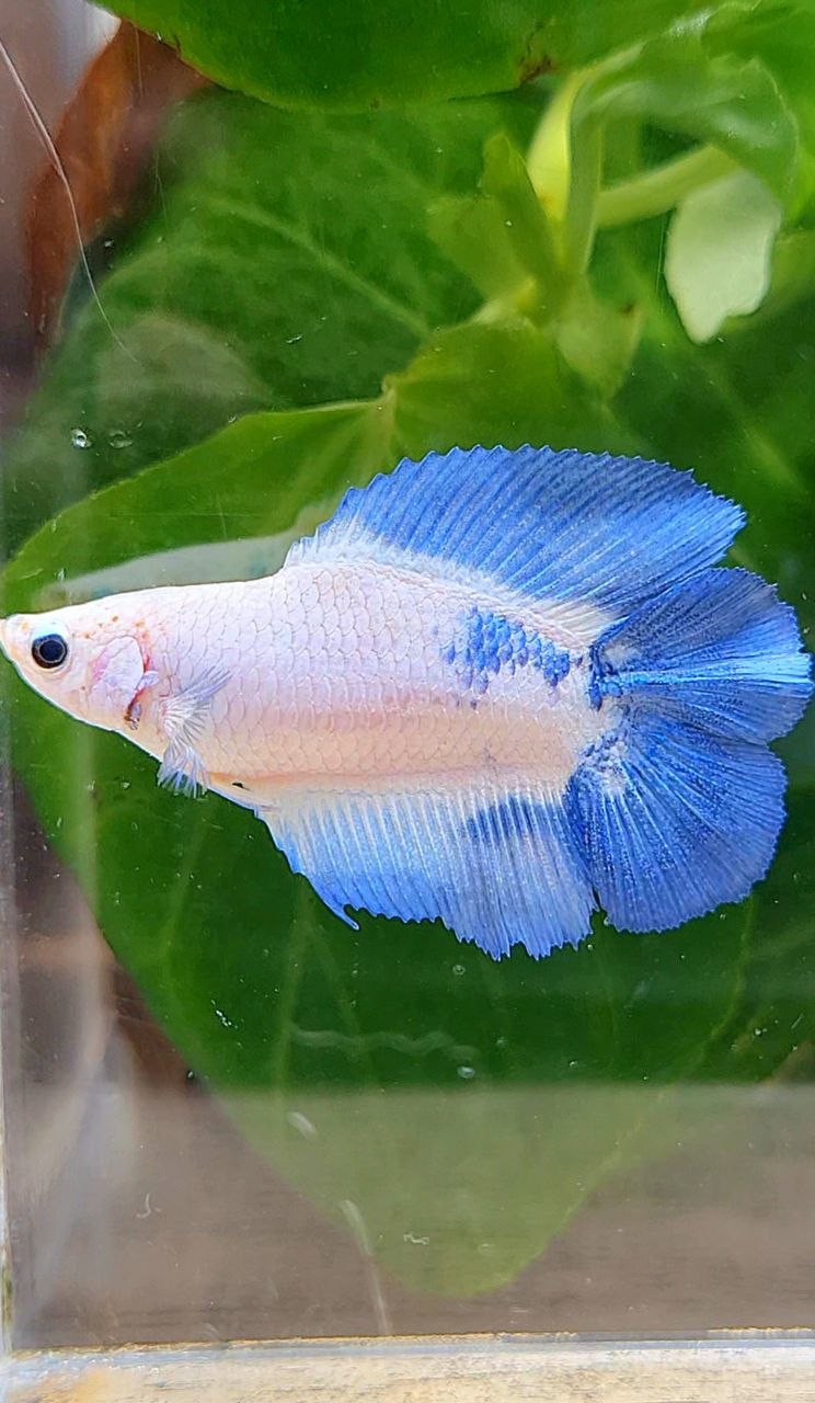 FEMALE HALFMOON DOUBLE TAIL BLUE RIM MARBLE BETTA FISH