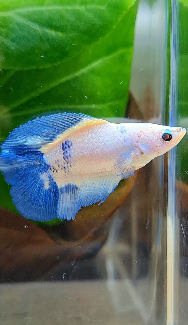 FEMALE HALFMOON DOUBLE TAIL BLUE RIM MARBLE BETTA FISH