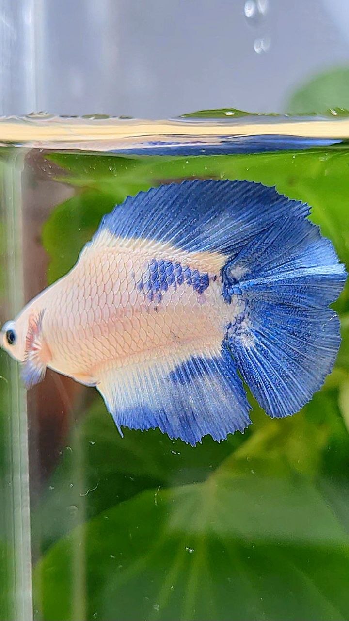 FEMALE HALFMOON DOUBLE TAIL BLUE RIM MARBLE BETTA FISH
