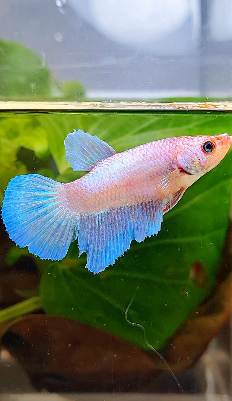 FEMALR HALFMOON PINK FLAMINGGO FANCY BETTA FISH