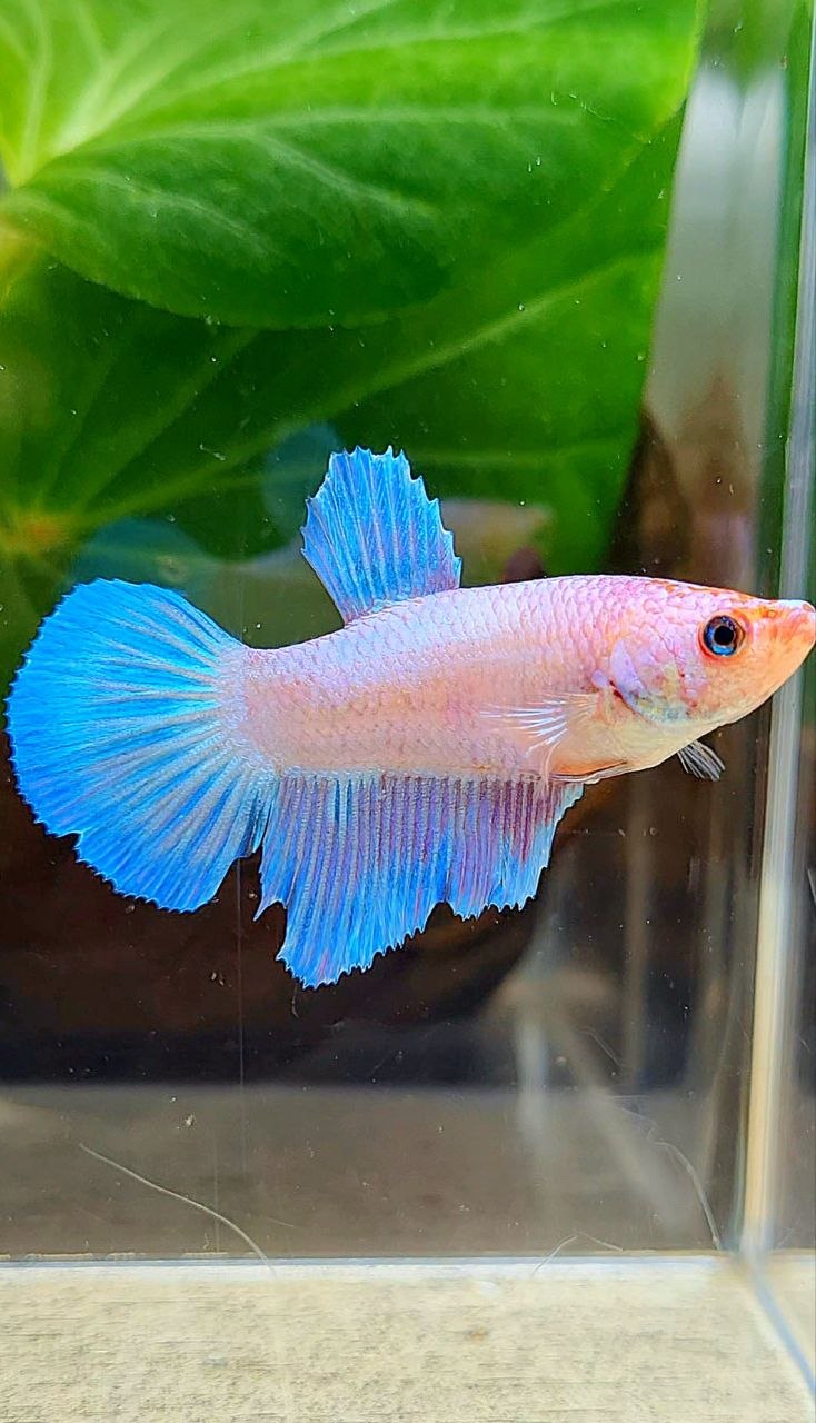 FEMALR HALFMOON PINK FLAMINGGO FANCY BETTA FISH