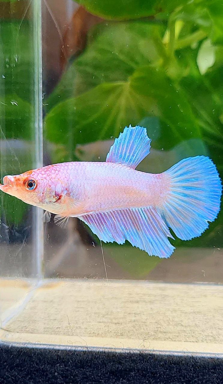 FEMALR HALFMOON PINK FLAMINGGO FANCY BETTA FISH