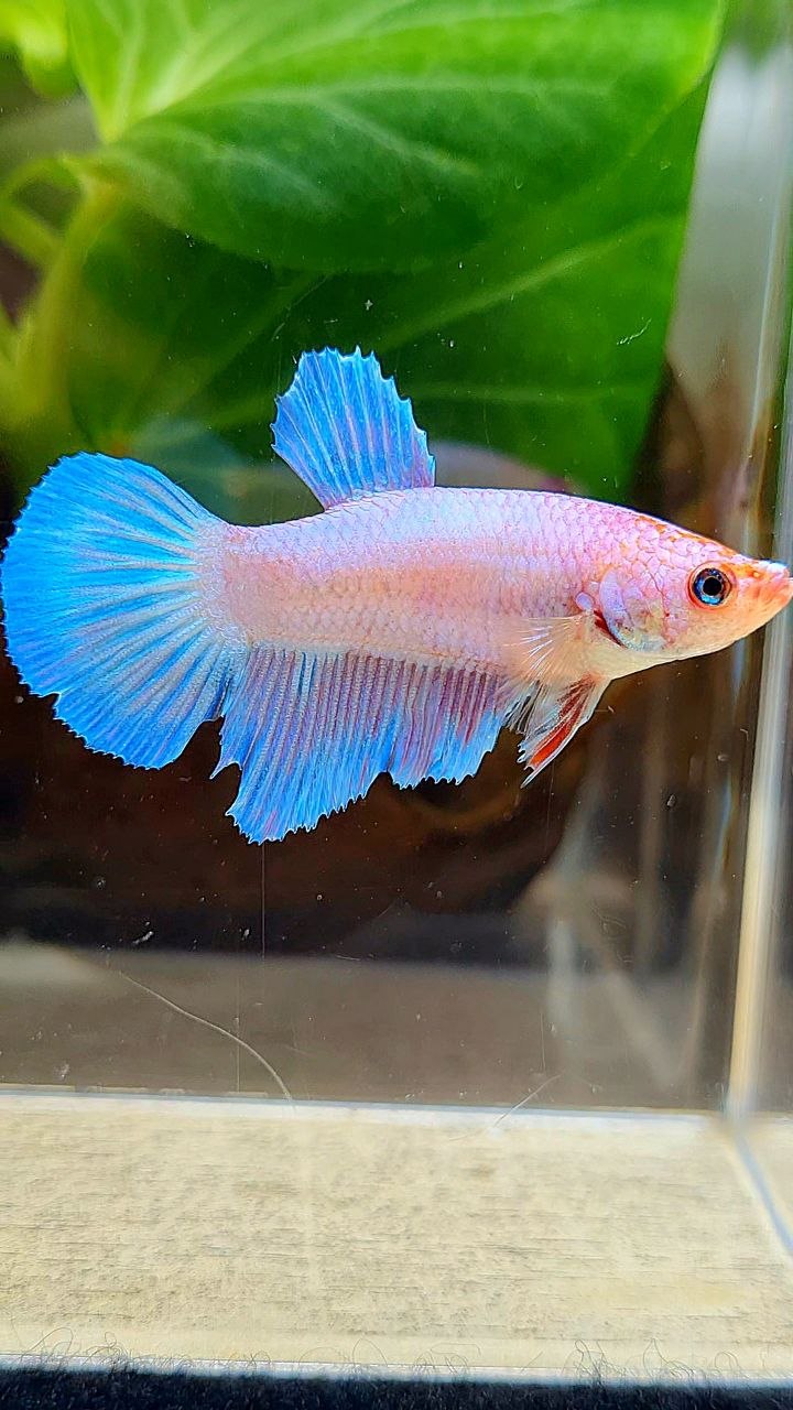 FEMALR HALFMOON PINK FLAMINGGO FANCY BETTA FISH