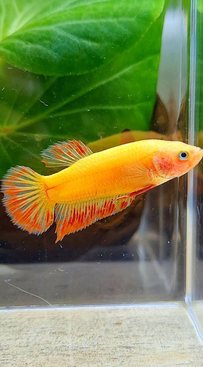 FEMALE PLAKAT SUPER ARMAGEDDON FIRE VANDA BETTA FISH