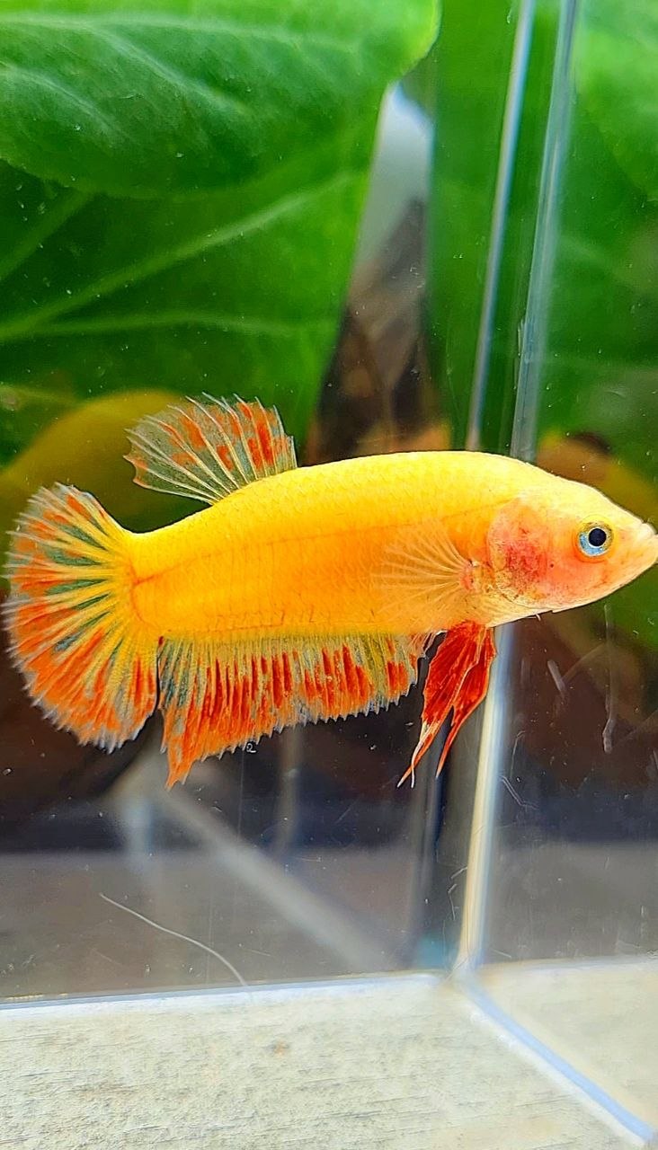 FEMALE PLAKAT SUPER ARMAGEDDON FIRE VANDA BETTA FISH