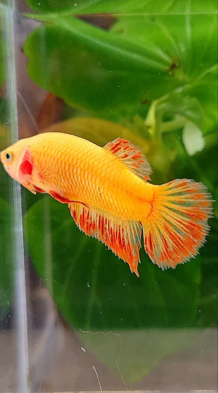 FEMALE PLAKAT SUPER ARMAGEDDON FIRE VANDA BETTA FISH