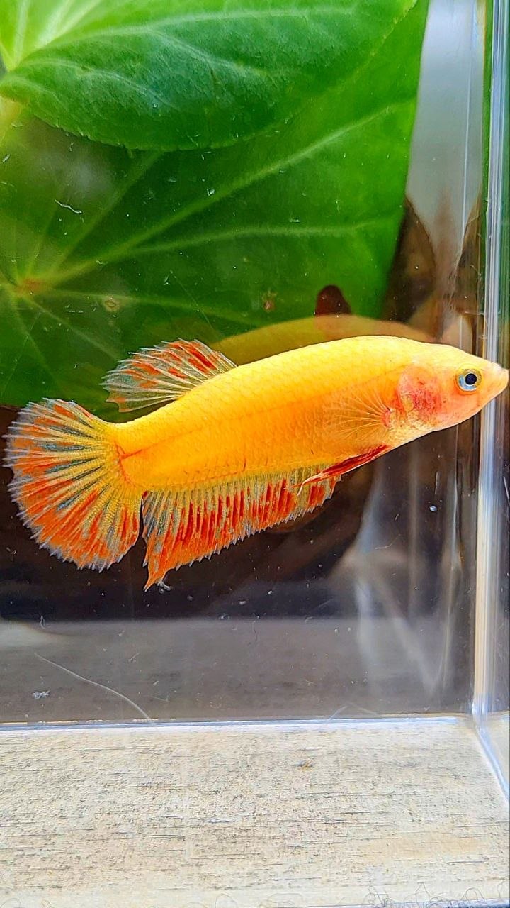 FEMALE PLAKAT SUPER ARMAGEDDON FIRE VANDA BETTA FISH