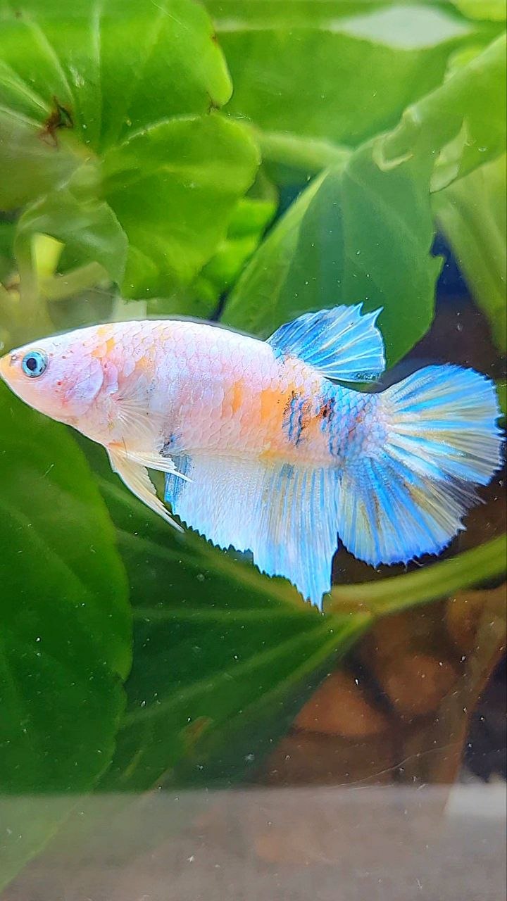 FEMALE HALFMOON YELLOW KOI GALAXY MULTICOLOR BETTA FISH