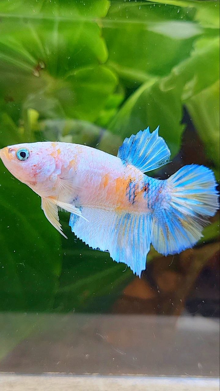 FEMALE HALFMOON YELLOW KOI GALAXY MULTICOLOR BETTA FISH