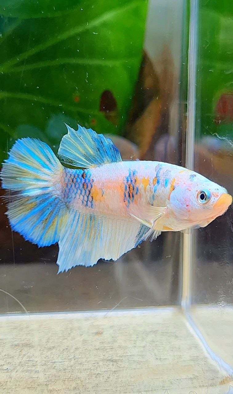 FEMALE HALFMOON YELLOW KOI GALAXY MULTICOLOR BETTA FISH