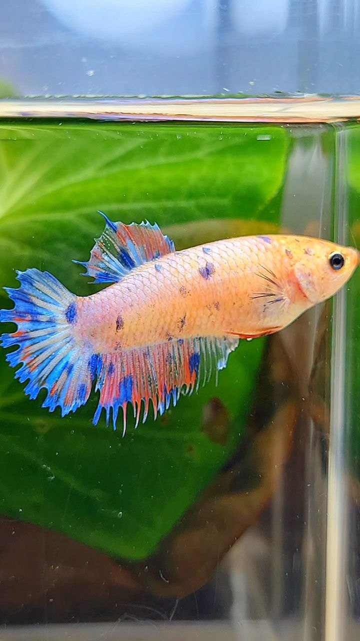 FEMALE CROWNTAIL PLAKAT PINK BLUE DOTS MULTICOLOR BETTA FISH