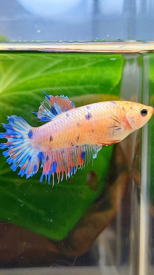 FEMALE CROWNTAIL PLAKAT PINK BLUE DOTS MULTICOLOR BETTA FISH