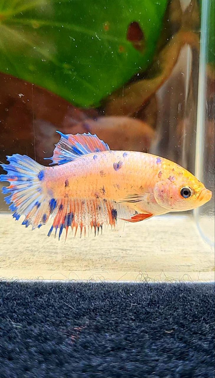 FEMALE CROWNTAIL PLAKAT PINK BLUE DOTS MULTICOLOR BETTA FISH