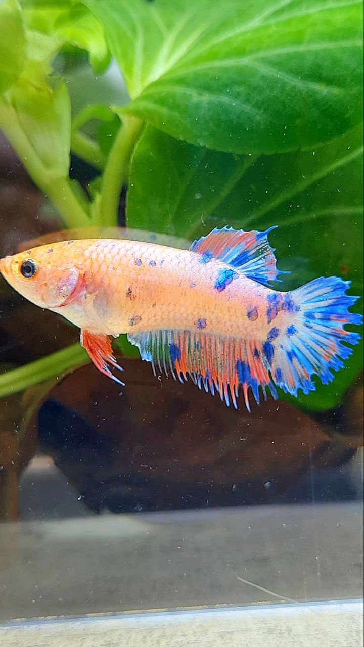 FEMALE CROWNTAIL PLAKAT PINK BLUE DOTS MULTICOLOR BETTA FISH