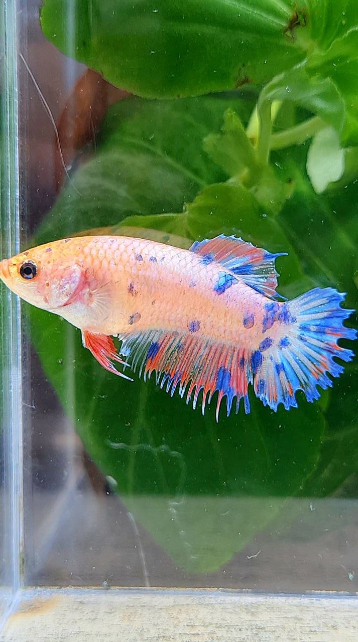 FEMALE CROWNTAIL PLAKAT PINK BLUE DOTS MULTICOLOR BETTA FISH
