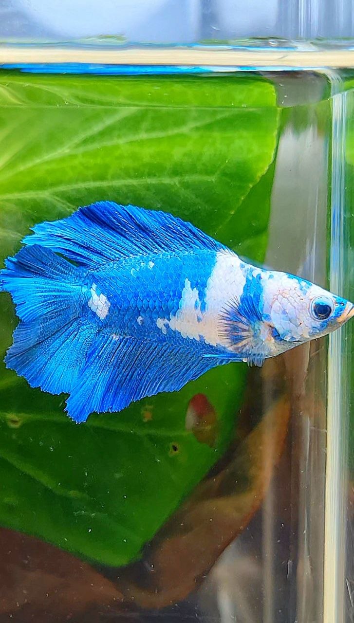 FEMALE HALFMOON DOUBLW TAIL BLUE RIM PANDA MARBLE BETTA FISH