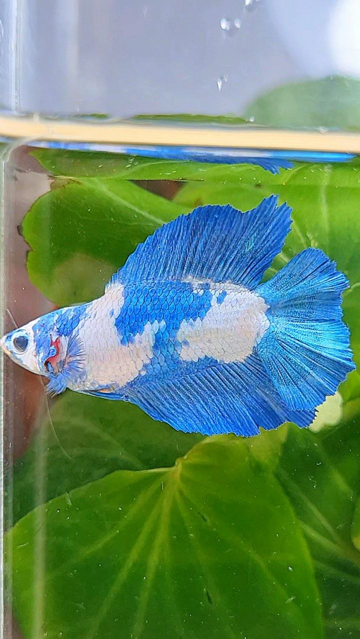 FEMALE HALFMOON DOUBLW TAIL BLUE RIM PANDA MARBLE BETTA FISH