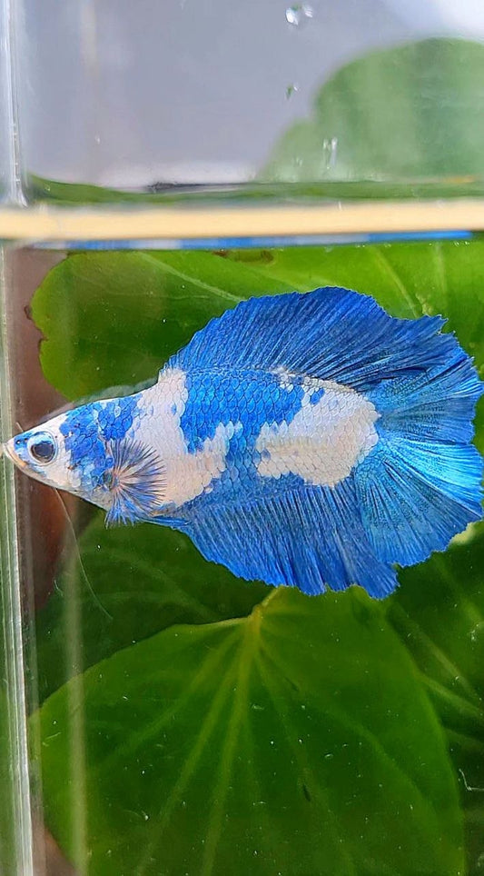 FEMALE HALFMOON DOUBLW TAIL BLUE RIM PANDA MARBLE BETTA FISH