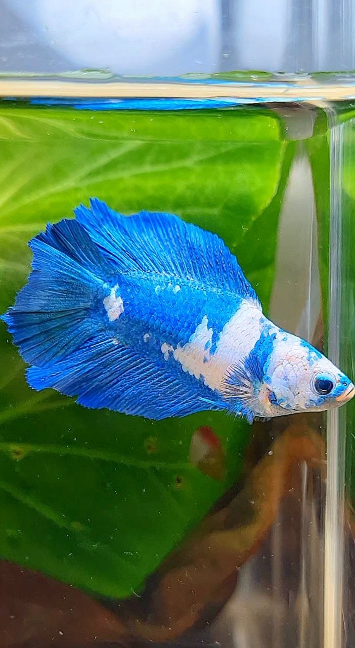 FEMALE HALFMOON DOUBLW TAIL BLUE RIM PANDA MARBLE BETTA FISH