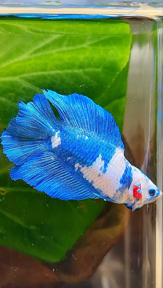 FEMALE HALFMOON DOUBLW TAIL BLUE RIM PANDA MARBLE BETTA FISH