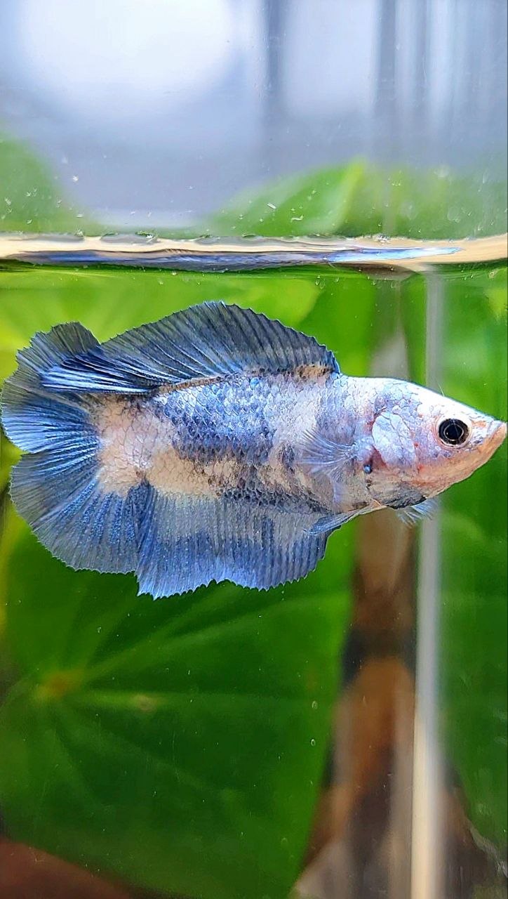 FEMALE HALFMOON DOUBLE TAIL BLUE RIM MARBLE BETTA FISH