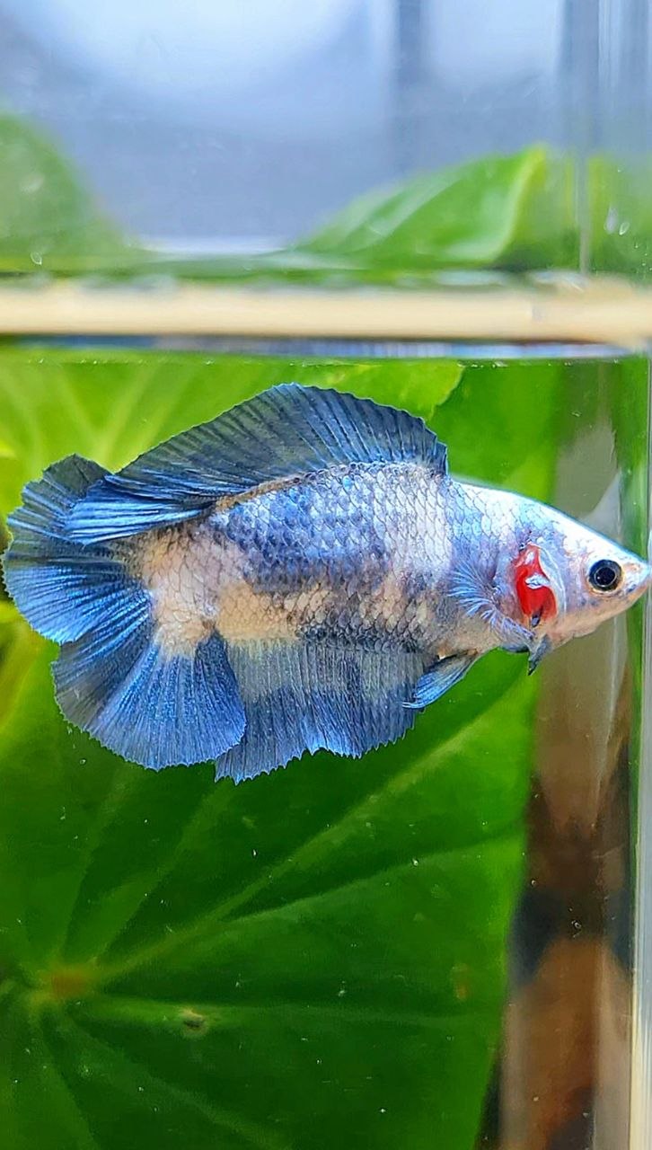 FEMALE HALFMOON DOUBLE TAIL BLUE RIM MARBLE BETTA FISH
