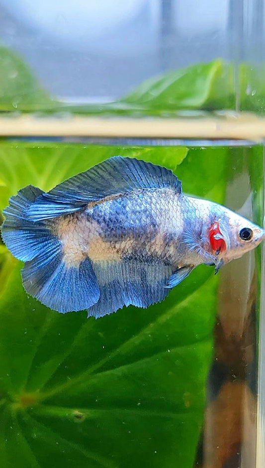FEMALE HALFMOON DOUBLE TAIL BLUE RIM MARBLE BETTA FISH