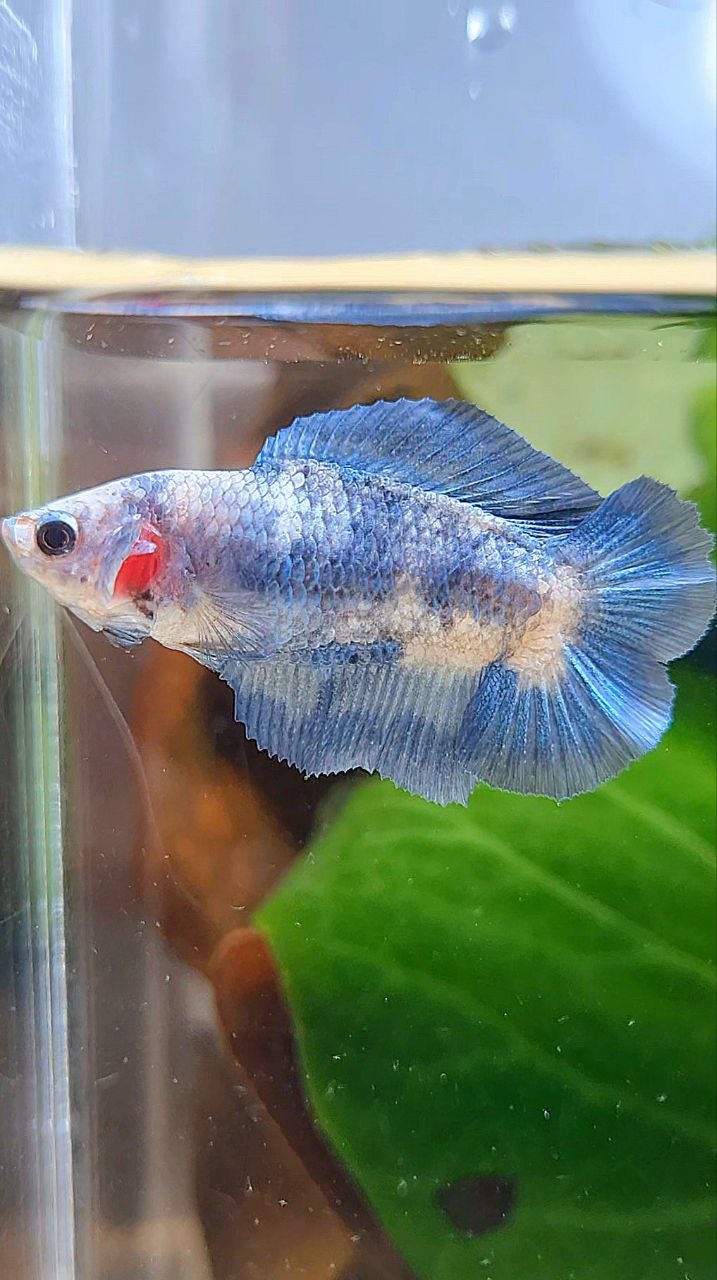 FEMALE HALFMOON DOUBLE TAIL BLUE RIM MARBLE BETTA FISH