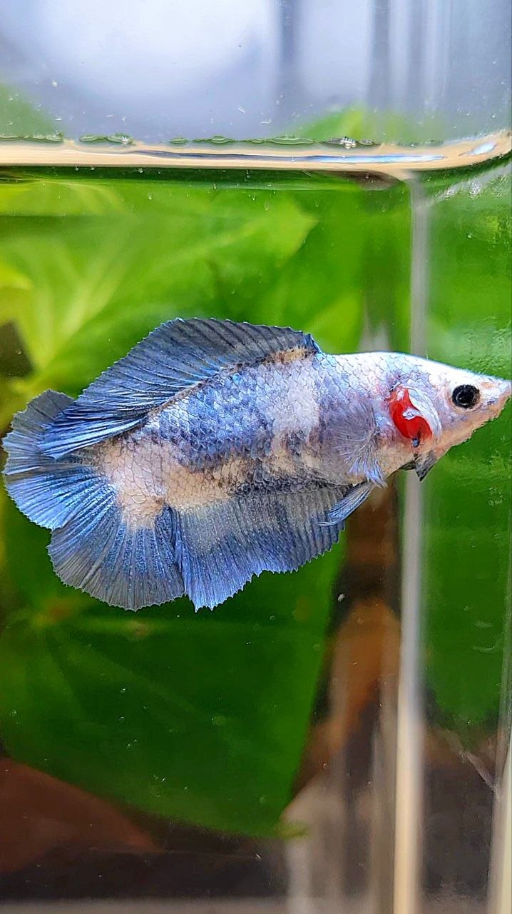 FEMALE HALFMOON DOUBLE TAIL BLUE RIM MARBLE BETTA FISH