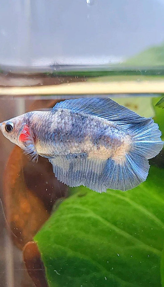 FEMALE HALFMOON DOUBLE TAIL BLUE RIM MARBLE BETTA FISH