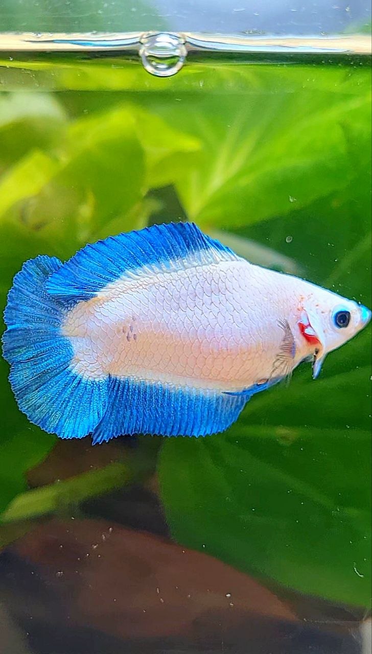 FEMALE PLAKAT DOUBLE TAIL BLUE RIM BETTA FISH