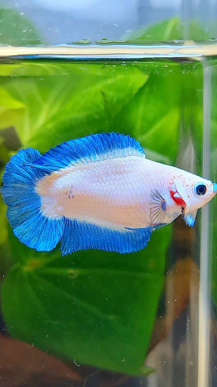 FEMALE PLAKAT DOUBLE TAIL BLUE RIM BETTA FISH