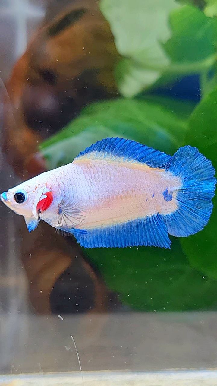 FEMALE PLAKAT DOUBLE TAIL BLUE RIM BETTA FISH