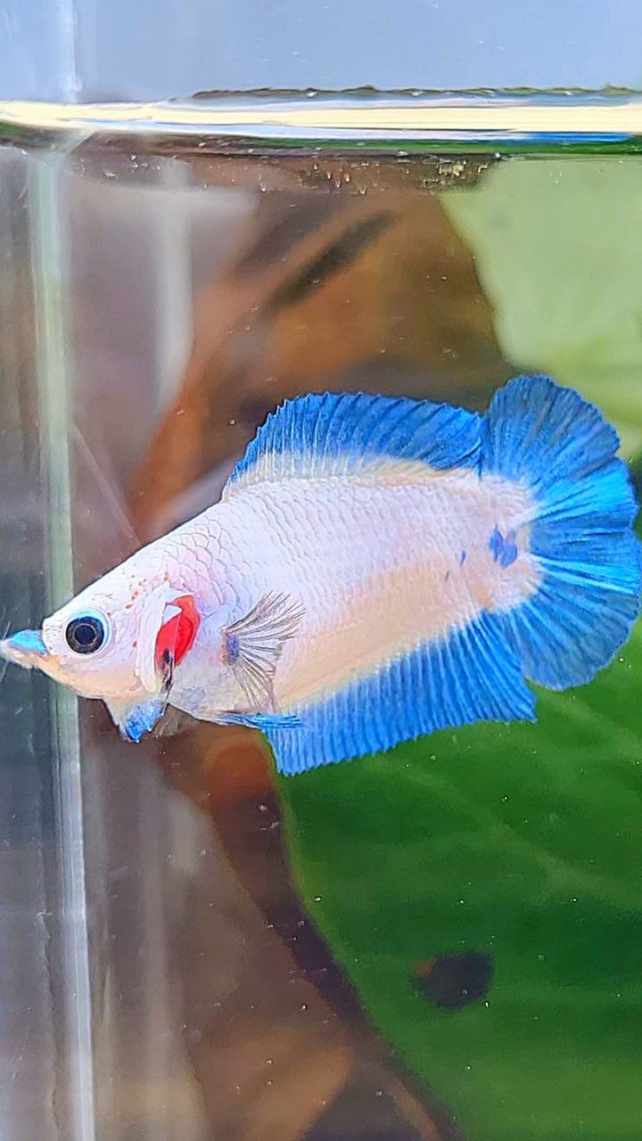 FEMALE PLAKAT DOUBLE TAIL BLUE RIM BETTA FISH