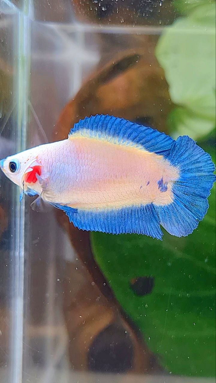 FEMALE PLAKAT DOUBLE TAIL BLUE RIM BETTA FISH