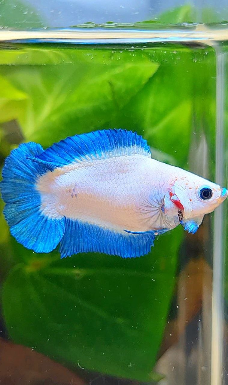FEMALE PLAKAT DOUBLE TAIL BLUE RIM BETTA FISH