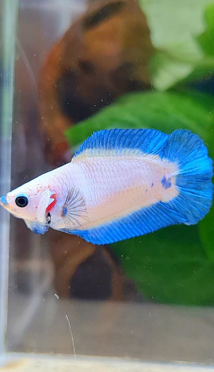 FEMALE PLAKAT DOUBLE TAIL BLUE RIM BETTA FISH