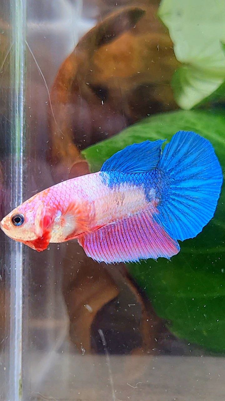 FEMALE HALFMOON PINK BLUE FANCY BETTA FISH