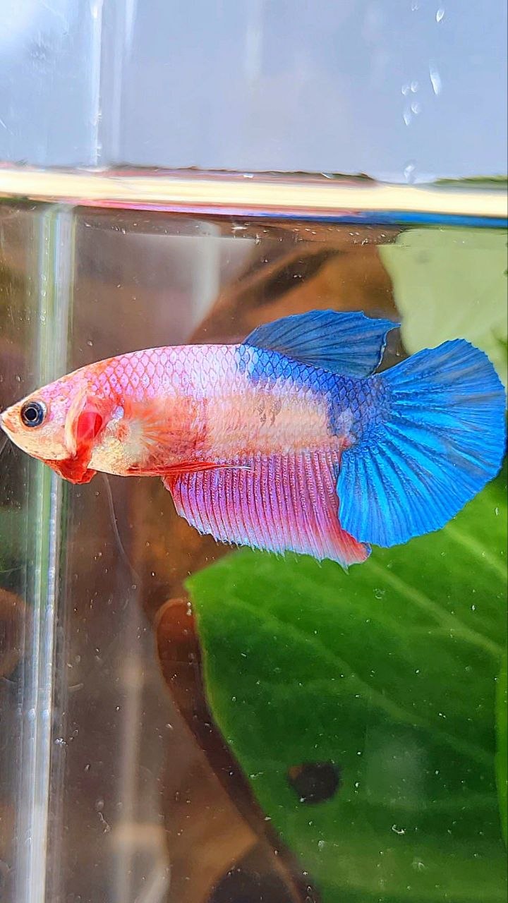 FEMALE HALFMOON PINK BLUE FANCY BETTA FISH