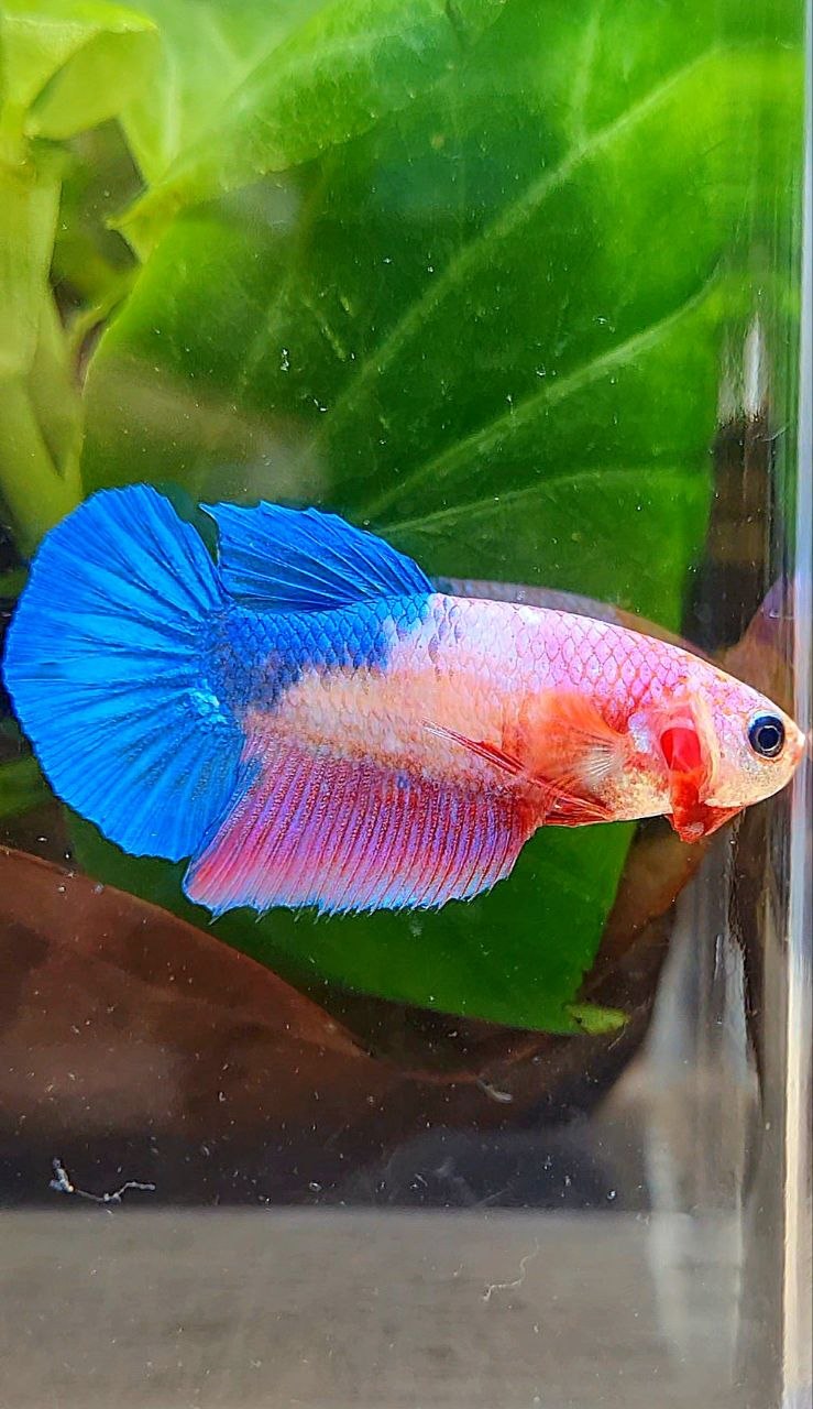 FEMALE HALFMOON PINK BLUE FANCY BETTA FISH