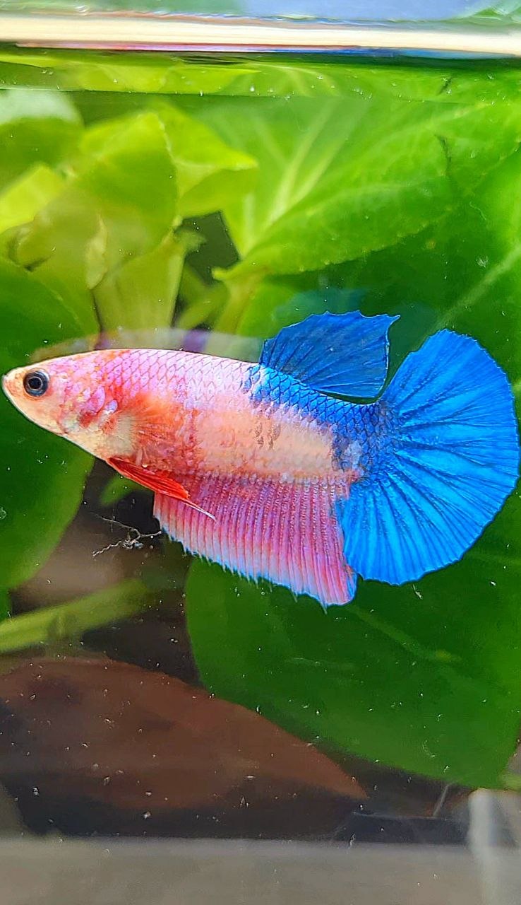 FEMALE HALFMOON PINK BLUE FANCY BETTA FISH
