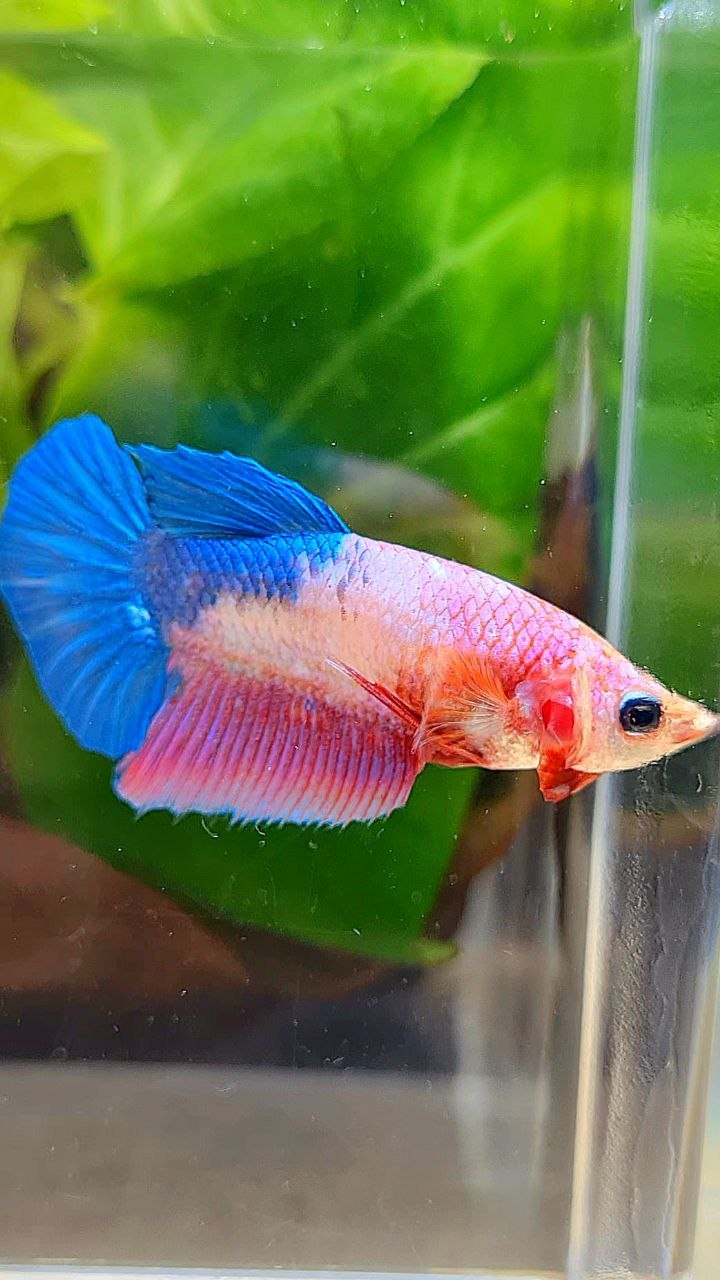FEMALE HALFMOON PINK BLUE FANCY BETTA FISH