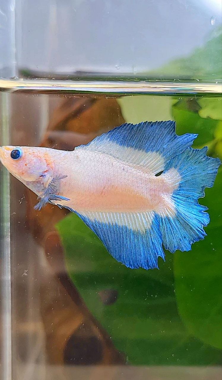 FEMALE HALFMOON DOUBLE TAIL BUTTERFLY BETTA FISH