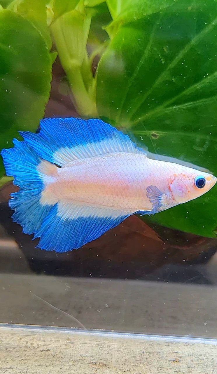 FEMALE HALFMOON DOUBLE TAIL BUTTERFLY BETTA FISH