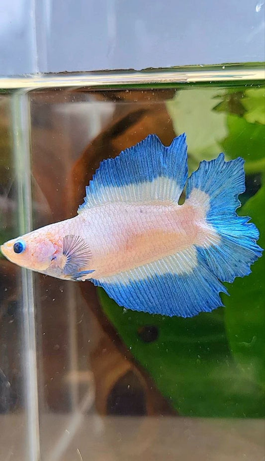FEMALE HALFMOON DOUBLE TAIL BUTTERFLY BETTA FISH