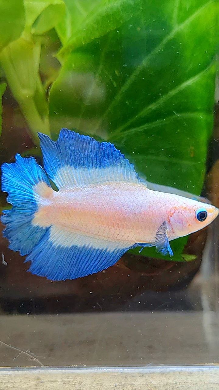 FEMALE HALFMOON DOUBLE TAIL BUTTERFLY BETTA FISH