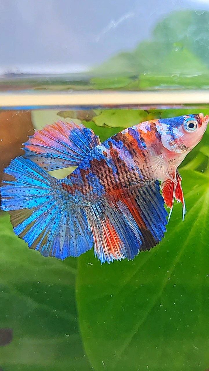 FEMALE HALFMOON ROSETAIL ORANGE BLUE GALAXY MULTICOLOR BETTA FISH