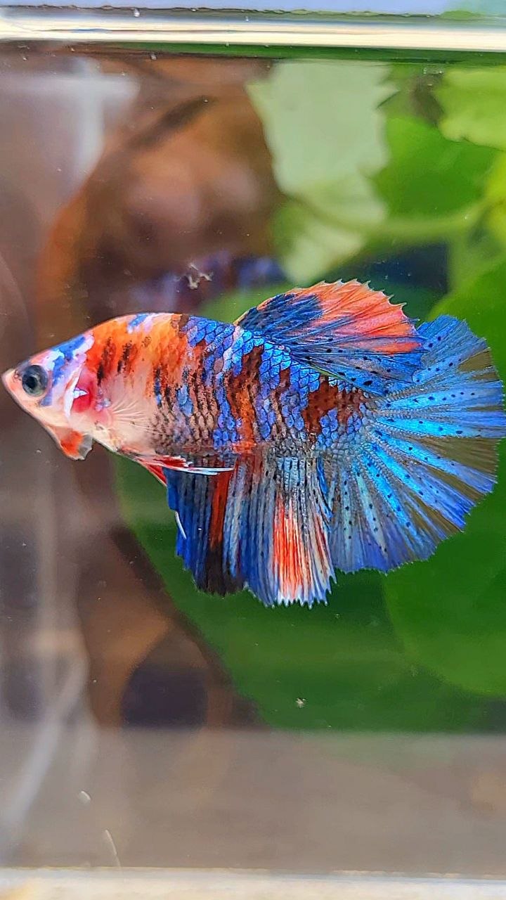 FEMALE HALFMOON ROSETAIL ORANGE BLUE GALAXY MULTICOLOR BETTA FISH