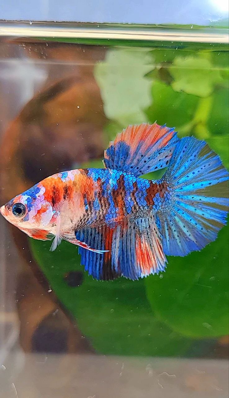 FEMALE HALFMOON ROSETAIL ORANGE BLUE GALAXY MULTICOLOR BETTA FISH